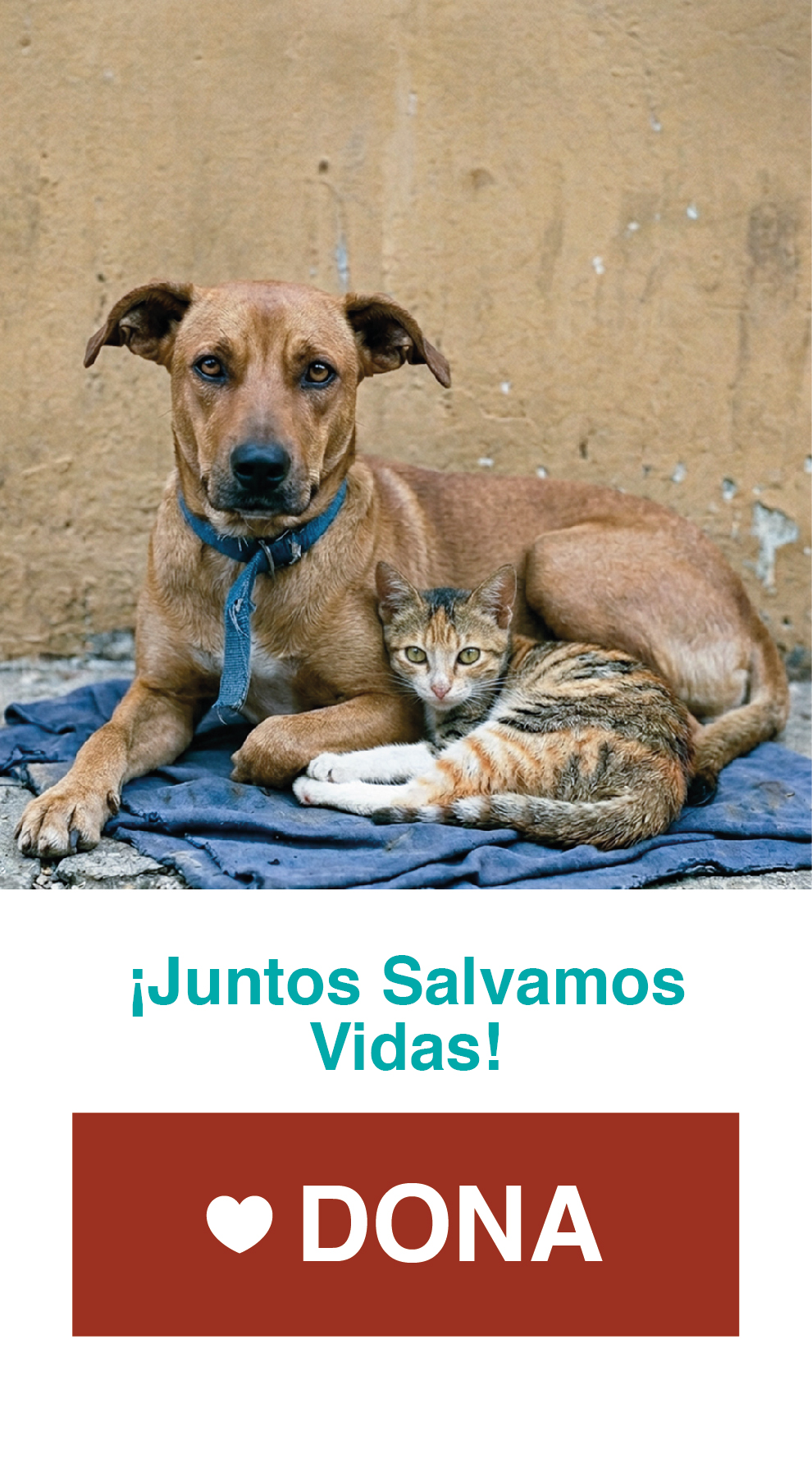 cuadrado DONA 2_Mesa de trabajo 1